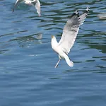 Fjordhytte-6 Direkt Am Maurangerfjord, Einem Seitenarm Des Hardangerfjords Casa de Férias *